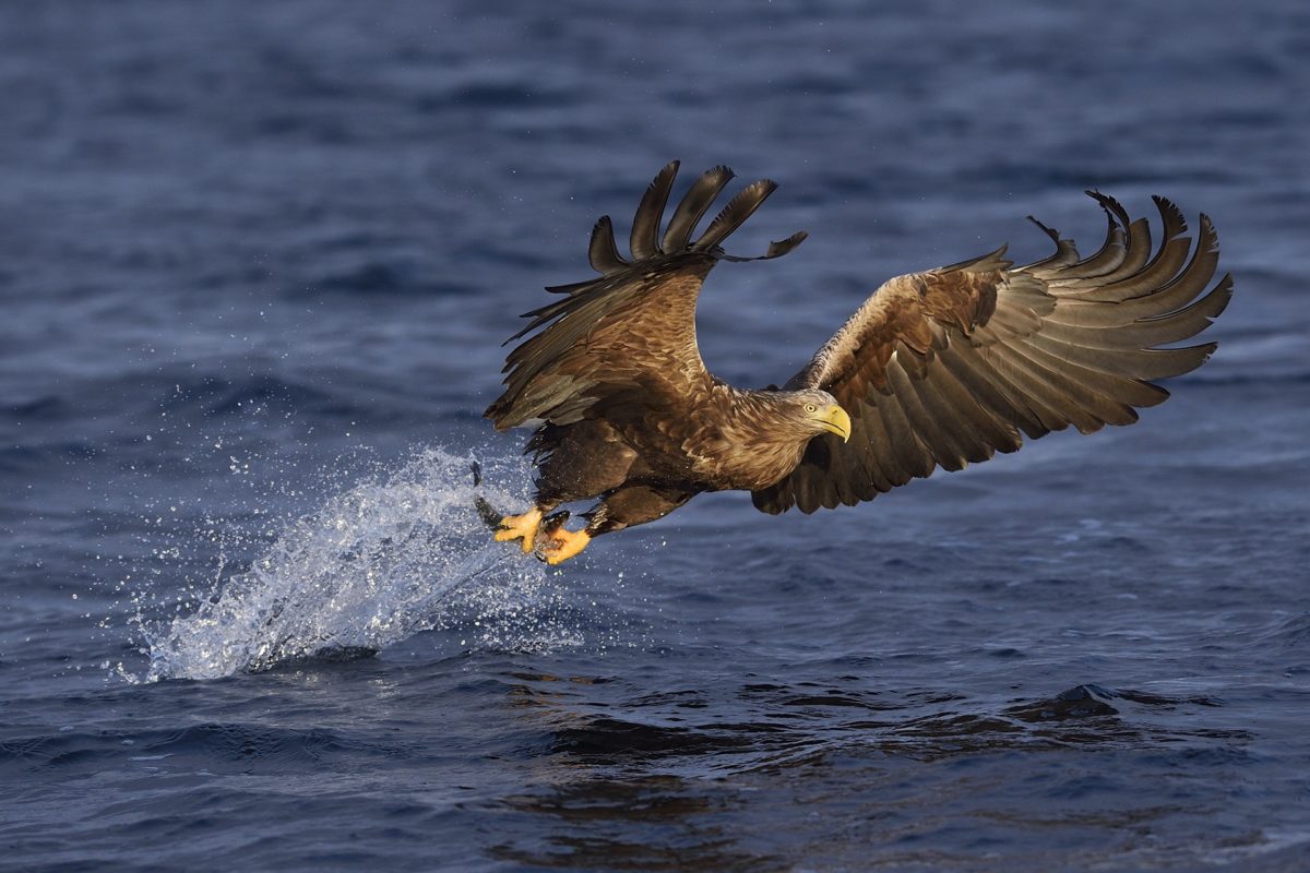 White-tailed eagle or Sea eagle or Erne, Haliaeetus albicilla, eating herring, Clupea harengus,  Flatanger, Nord-Tröndelag, Norway